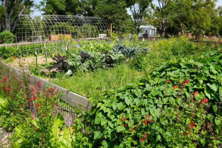 Seasonal Eating in Sarasota: What to Grow and Cook Right Now